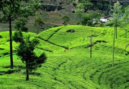 Tea Fields